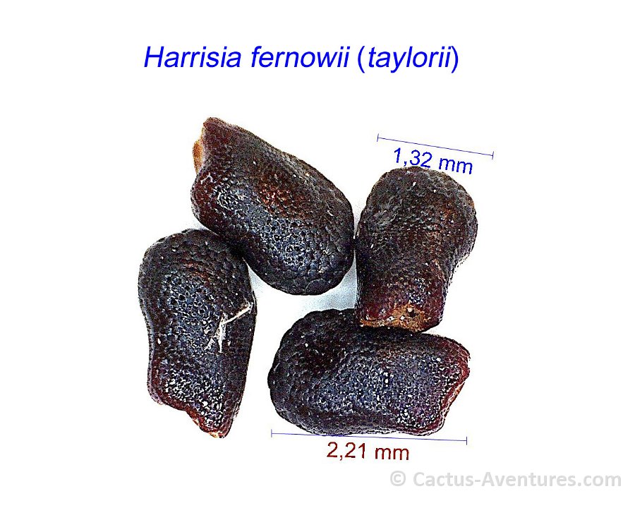 Harrisia fernowii taylorii